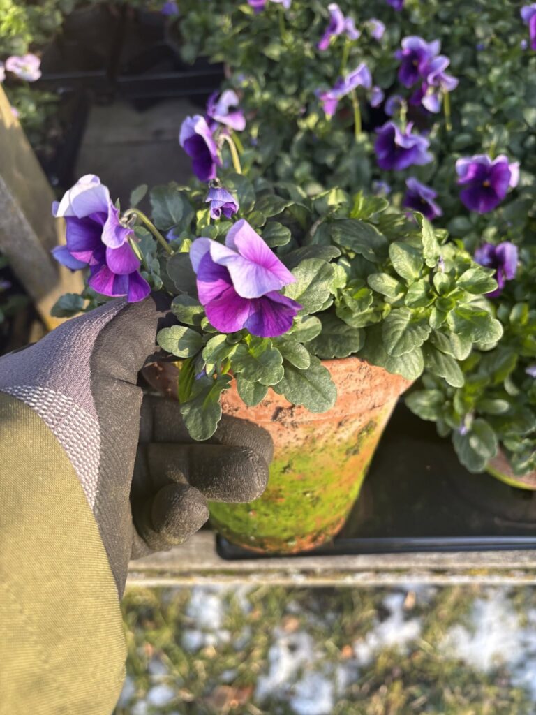 Stedmoderblomster